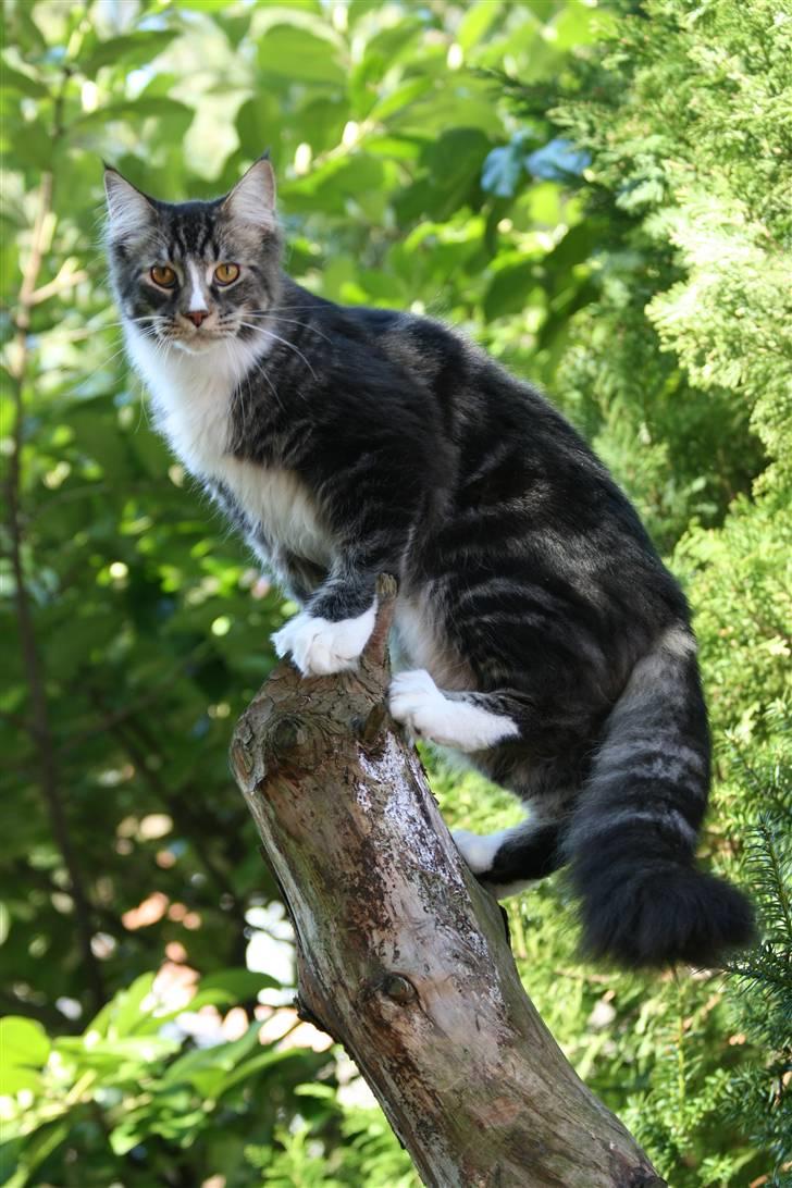 Maine Coon Gismo PP billede 9