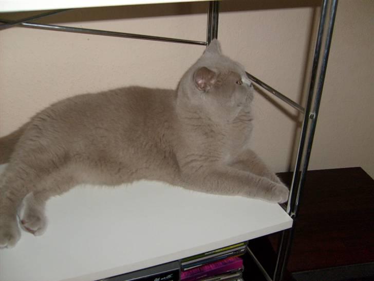 British Shorthair midas - midas kigger væk billede 7