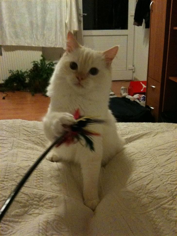 Ragdoll Sarafina billede 1