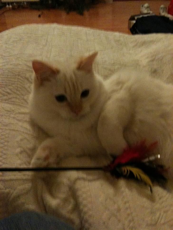 Ragdoll Sarafina billede 2