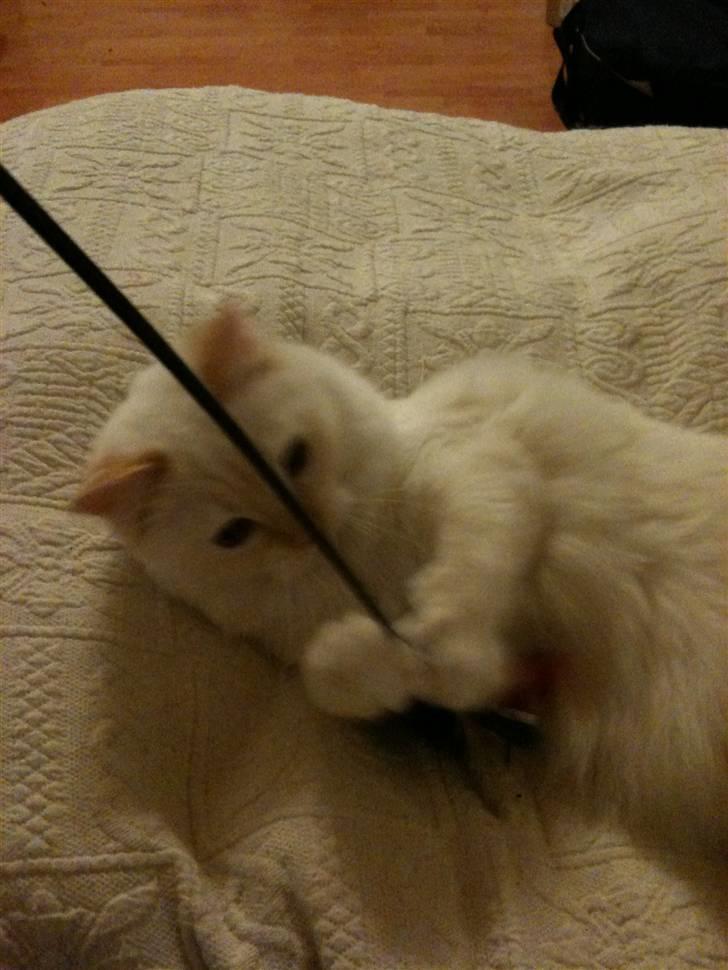 Ragdoll Sarafina billede 3