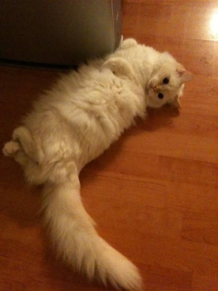 Ragdoll Sarafina billede 4