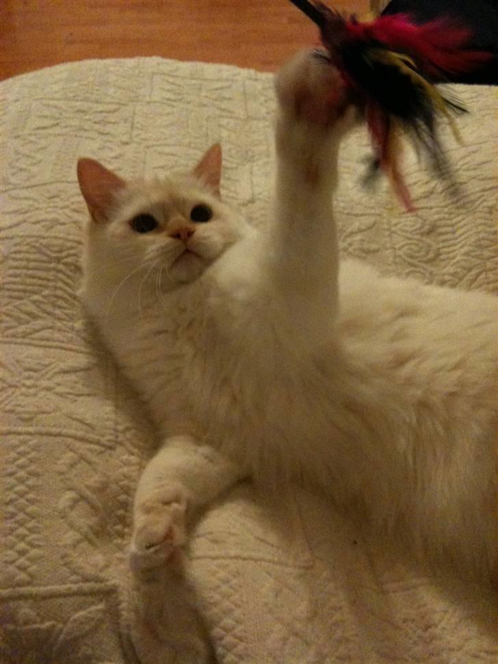 Ragdoll Sarafina billede 5