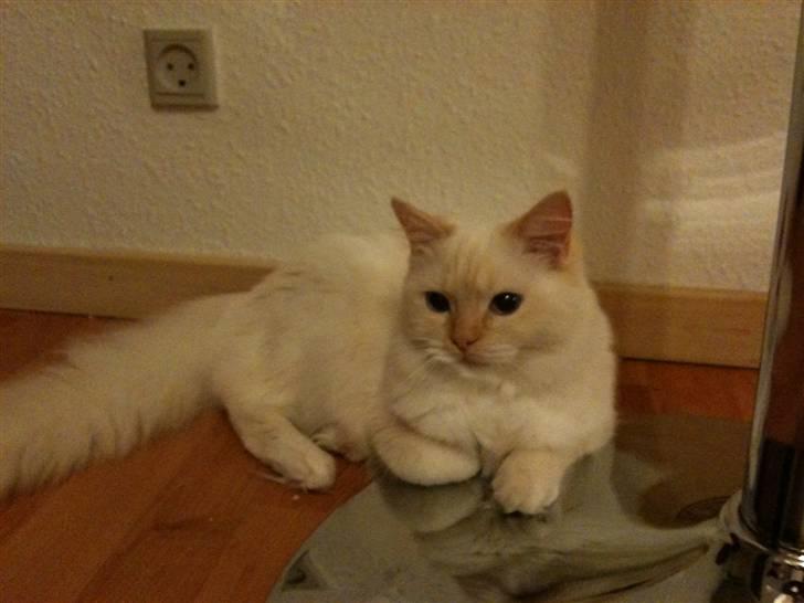 Ragdoll Sarafina billede 6