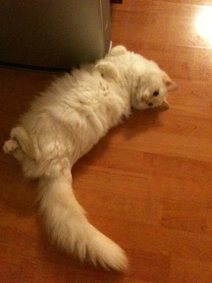 Ragdoll Sarafina billede 7