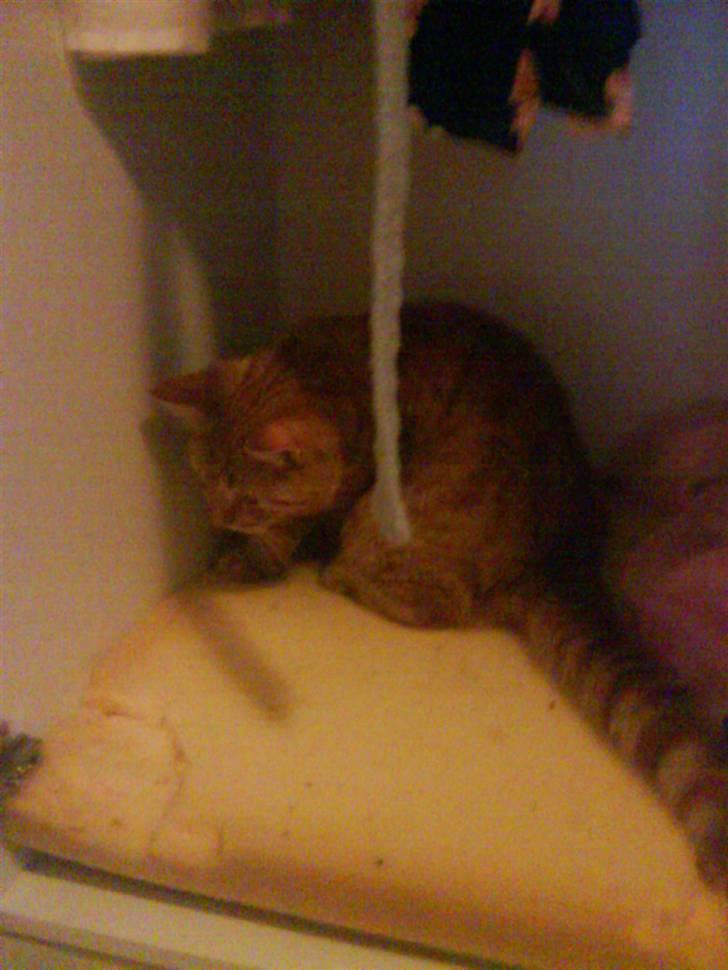 Blanding af racer zeus billede 19