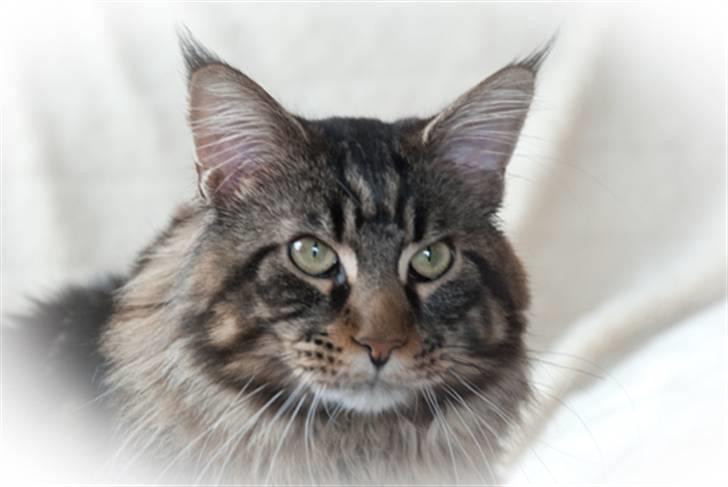 Maine Coon EkiriCoon´s Calypso billede 1