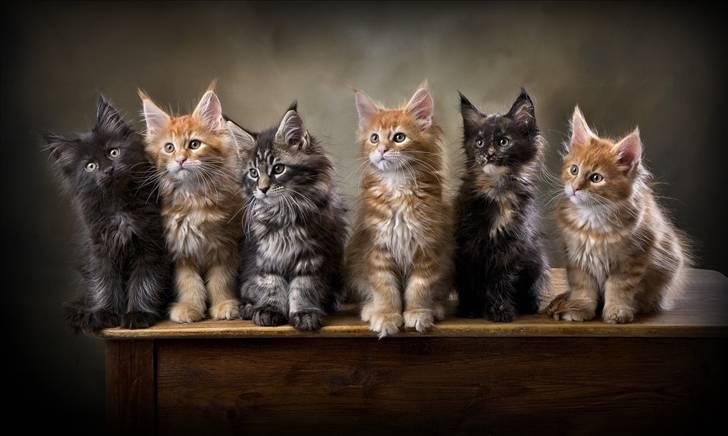 Maine Coon EkiriCoon´s Calypso billede 2