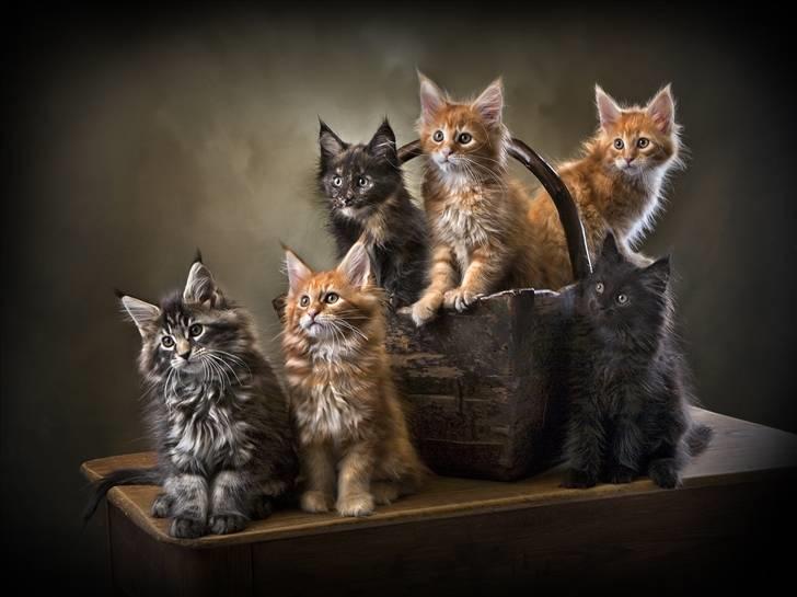 Maine Coon EkiriCoon´s Calypso billede 3