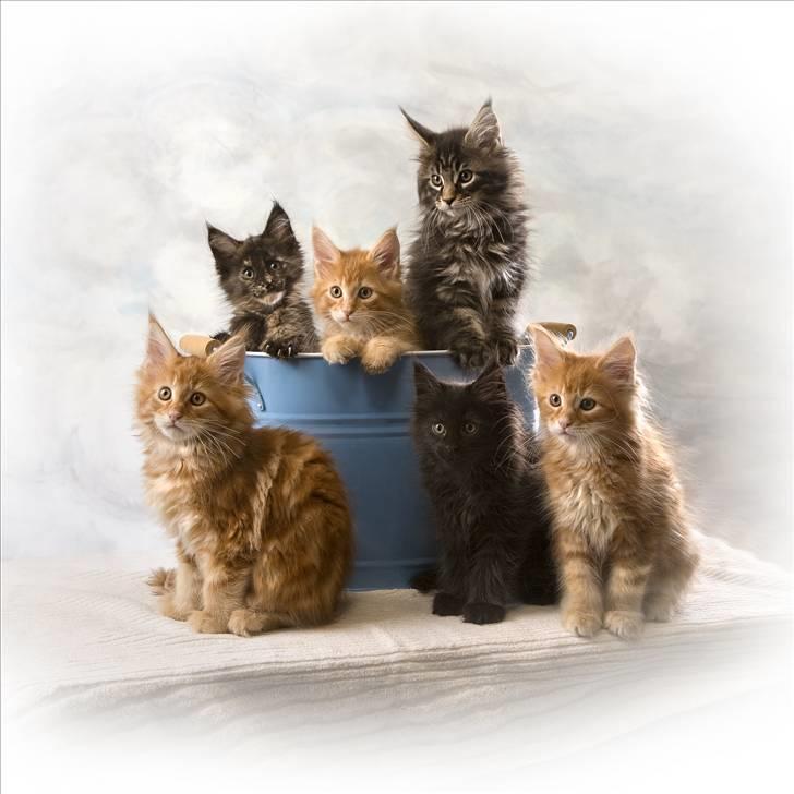 Maine Coon EkiriCoon´s Calypso billede 4