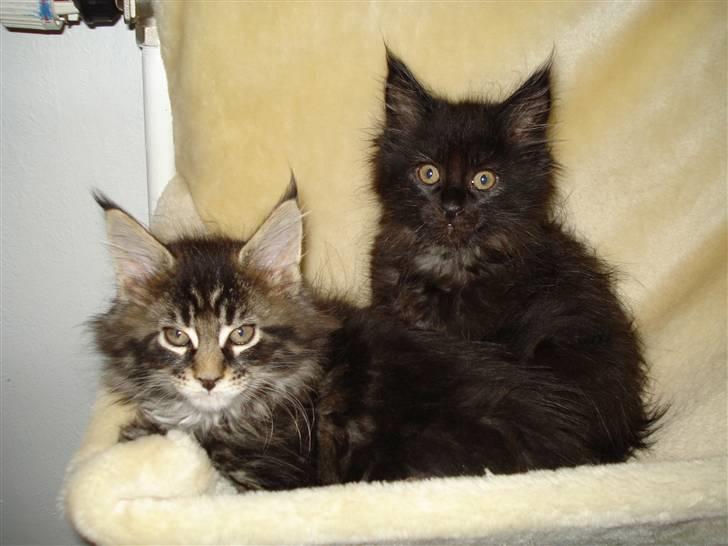 Maine Coon EkiriCoon´s Calypso billede 5