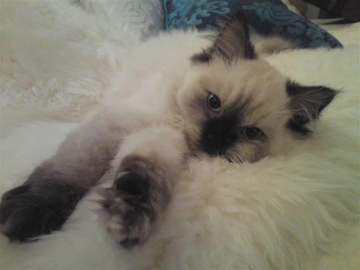 Blanding af racer Sugar Pie Honey Bunny billede 1