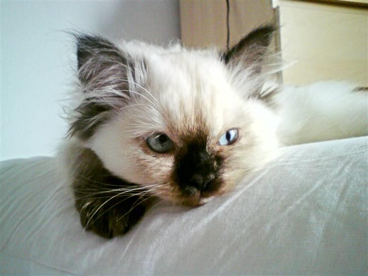 Blanding af racer Sugar Pie Honey Bunny billede 2