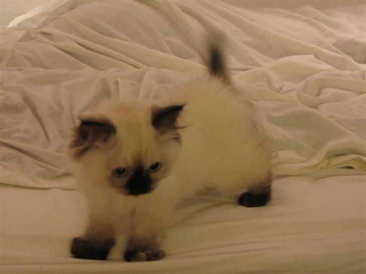 Blanding af racer Sugar Pie Honey Bunny - Cutie Pie, ikke sandt? billede 3