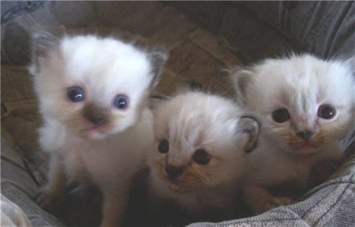 Blanding af racer Sugar Pie Honey Bunny - Sugar til venstre og hendes 2 brødre billede 4