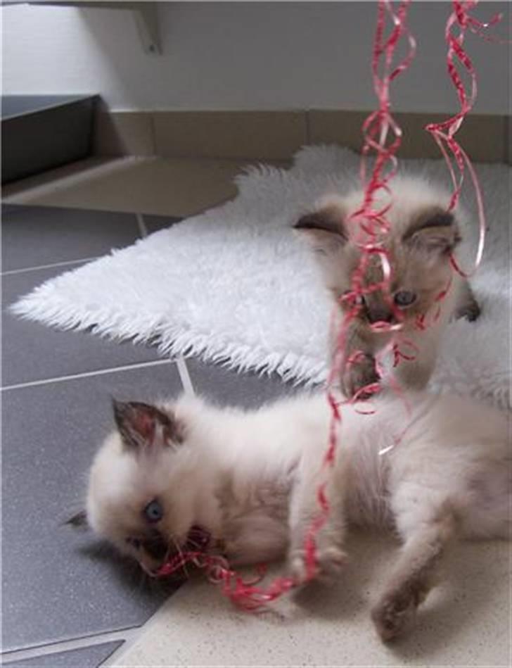 Blanding af racer Sugar Pie Honey Bunny billede 5