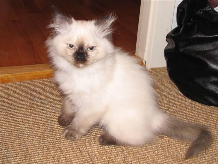 Blanding af racer Sugar Pie Honey Bunny billede 6