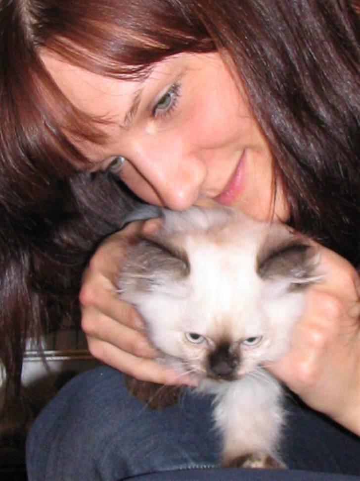 Blanding af racer Sugar Pie Honey Bunny billede 7