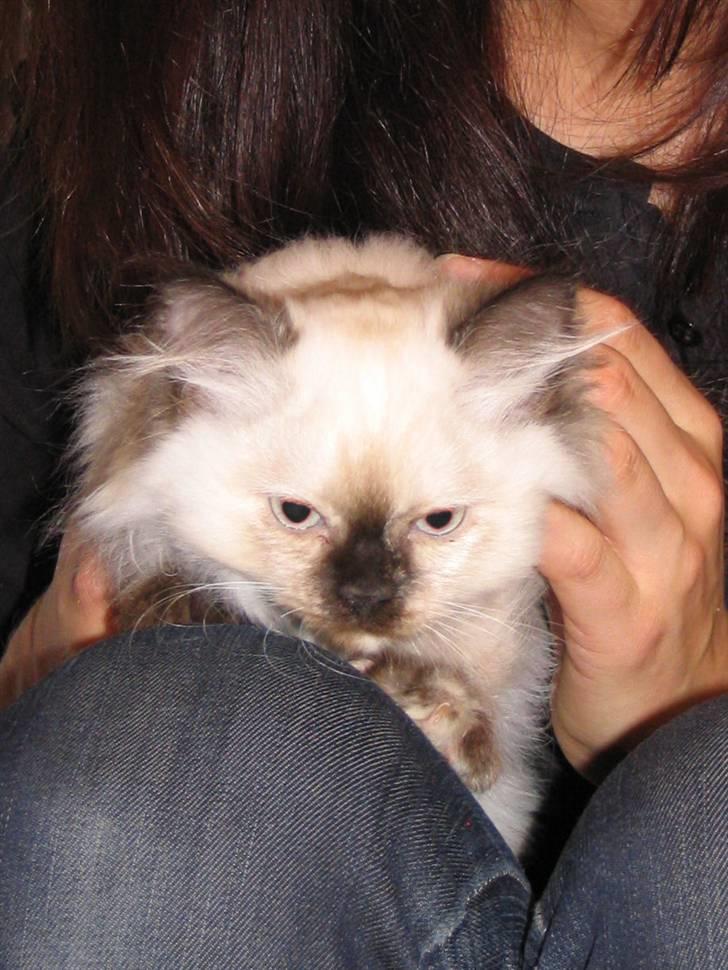 Blanding af racer Sugar Pie Honey Bunny billede 8