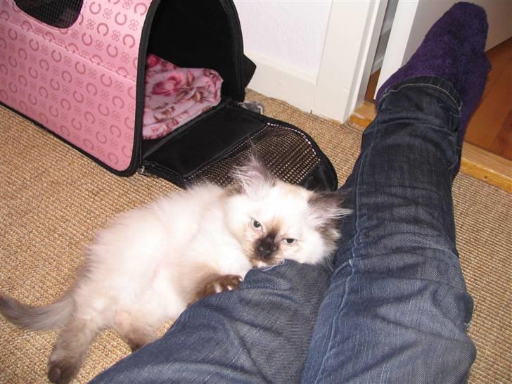 Blanding af racer Sugar Pie Honey Bunny - Jeg tager lige en lur på dit ben...? billede 9