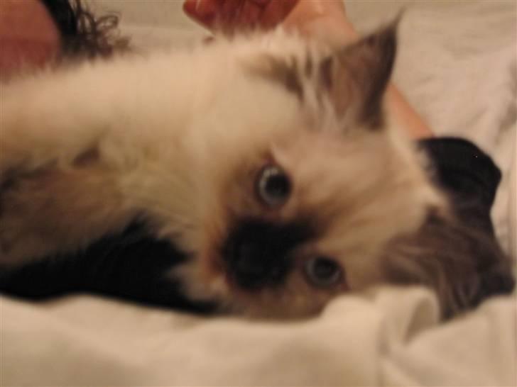 Blanding af racer Sugar Pie Honey Bunny billede 11