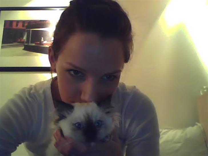 Blanding af racer Sugar Pie Honey Bunny - Kys billede 12