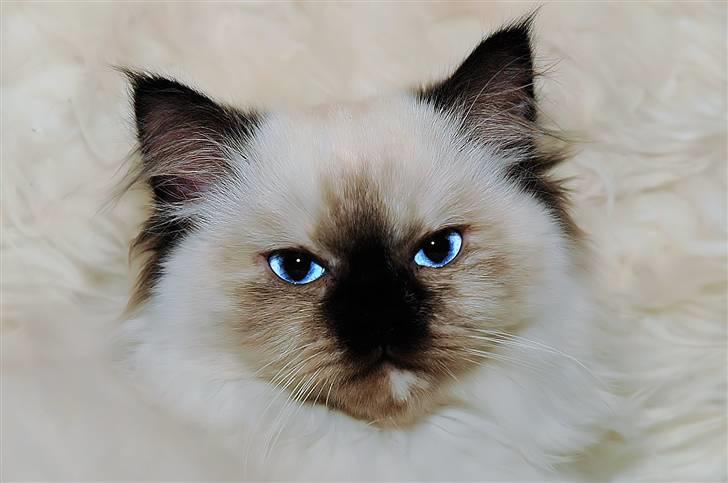 Blanding af racer Sugar Pie Honey Bunny - Nogle afbillederne er desværre ret mørke så her er billede nr. 1 igen men bare med lidt redigering :) billede 16