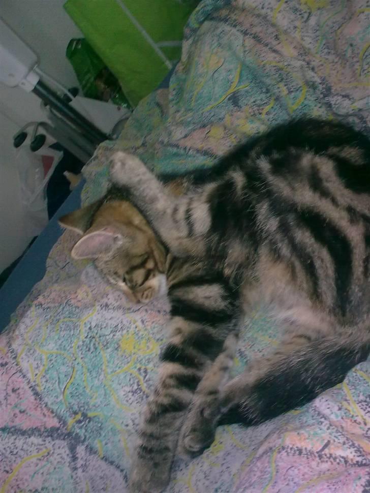 Huskat Magnus<33 - Så smidig han er, her sover han trygt.. Ofte i de mest mærkelige stillinger. billede 13