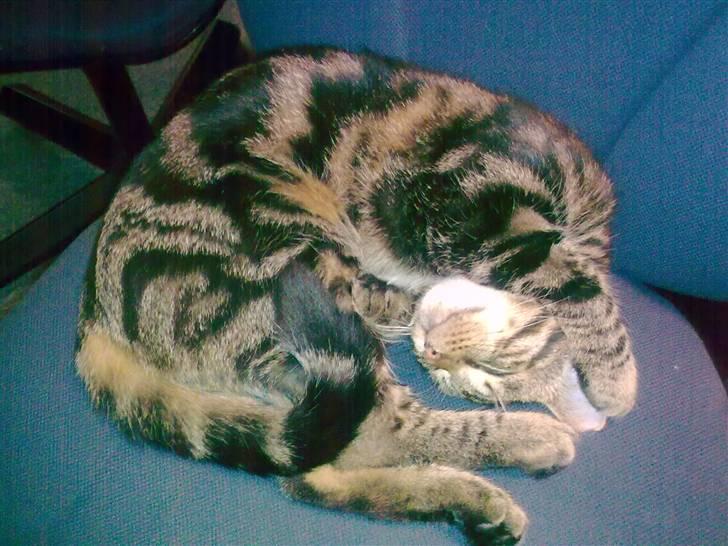 Huskat Magnus<33 - Haha.. Sjov stilling at sove i billede 14