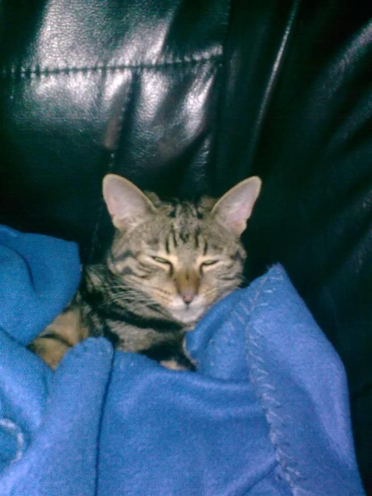 Huskat Magnus<33 - Så træt, så træt...... billede 15