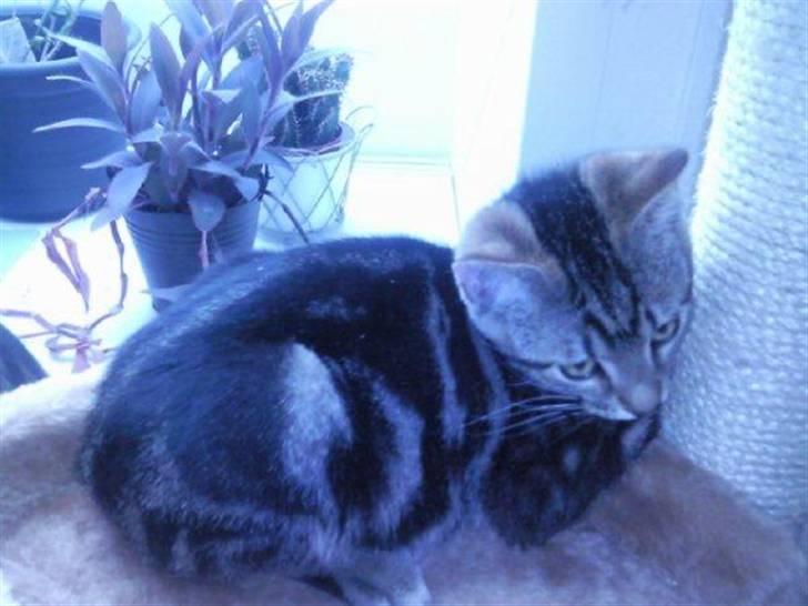 Huskat Magnus<33 - "Rævesøvn" eller rettere kattesøvn......... billede 16