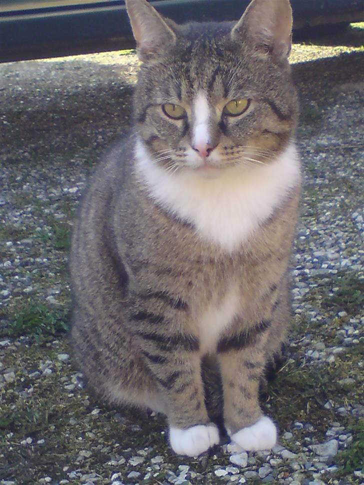 Huskat Nuser billede 1