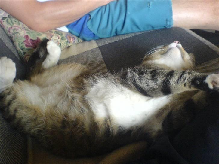 Huskat Nuser billede 2