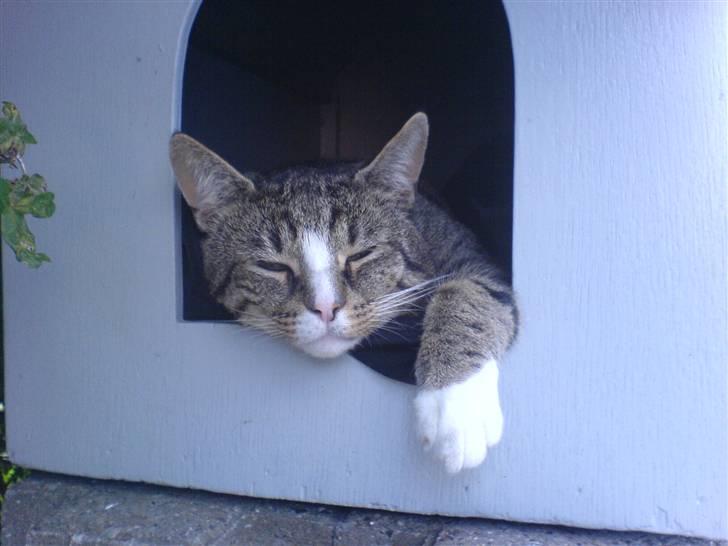 Huskat Nuser billede 3