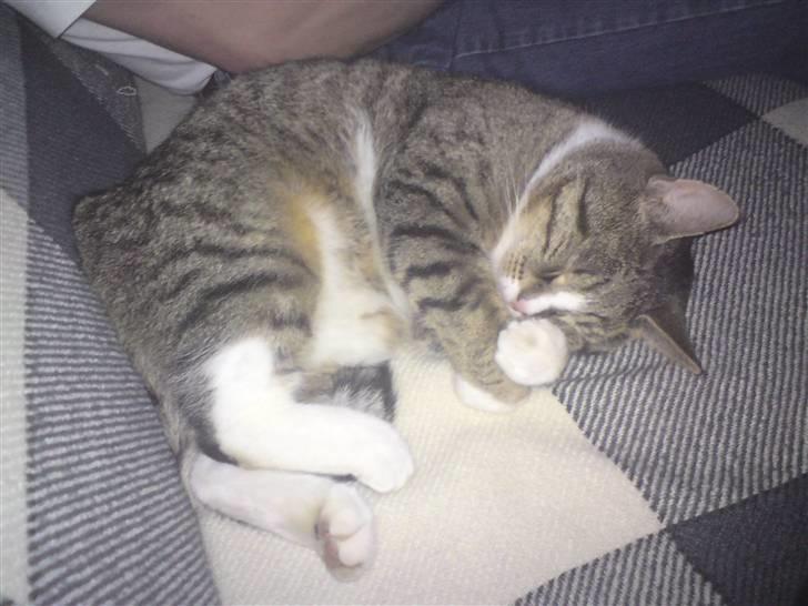 Huskat Nuser billede 4