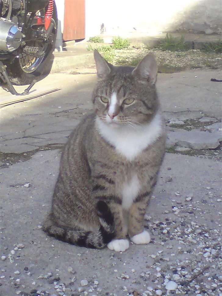 Huskat Nuser billede 6