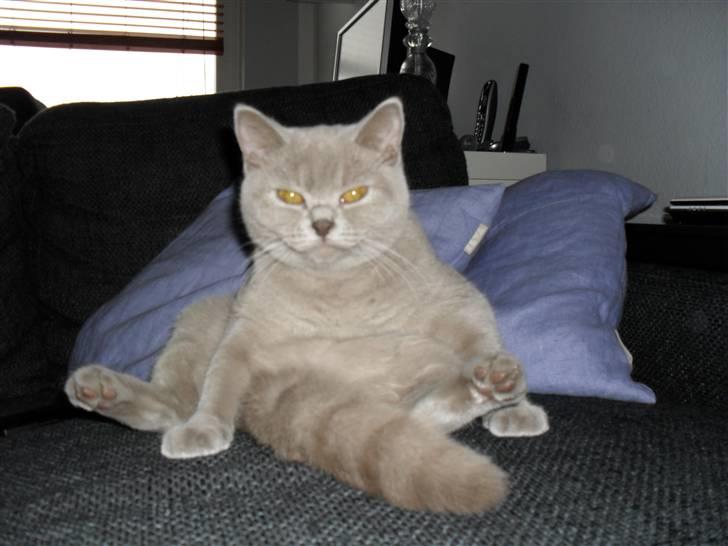 British Shorthair Wilfrida billede 11