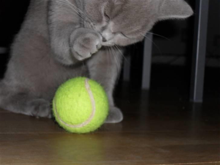 British Shorthair Wilfrida billede 12