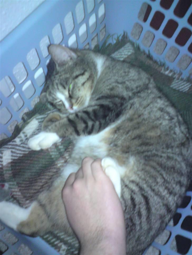 Huskat Nuser billede 7