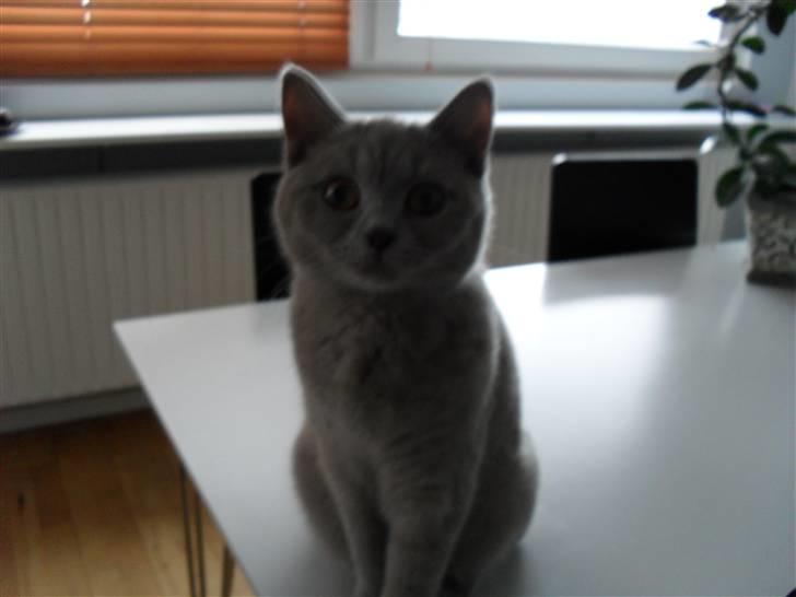 British Shorthair Wilfrida billede 13