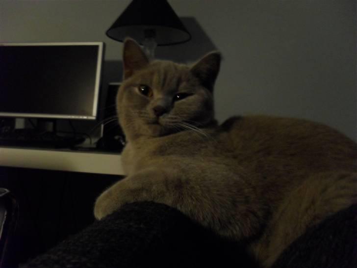 British Shorthair Wilfrida billede 14