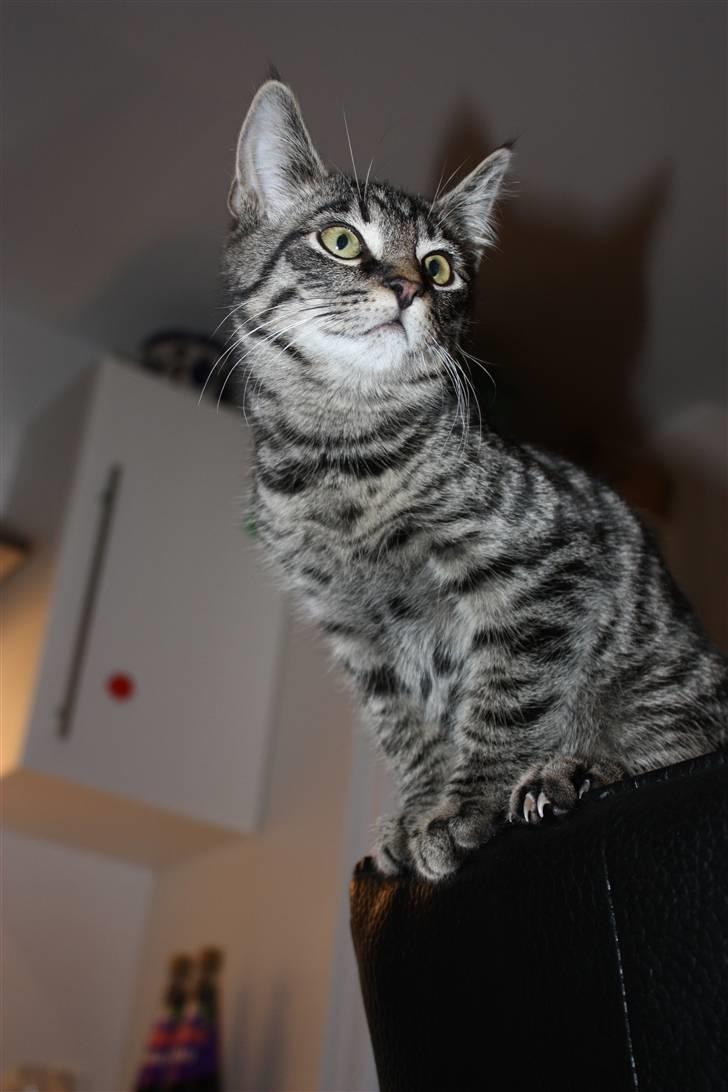 Blanding af racer Hector R.I.P - smukt billede 11