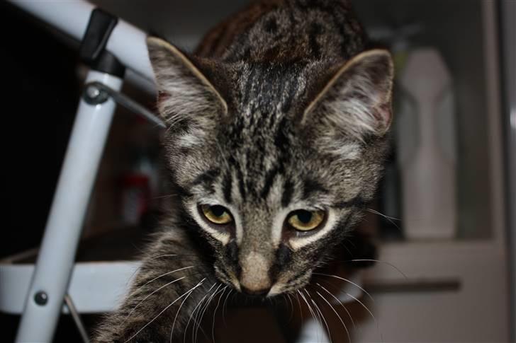 Blanding af racer Hector R.I.P - ? billede 12