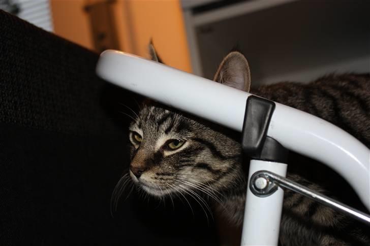 Blanding af racer Hector R.I.P - Hector=Groggy :D billede 13