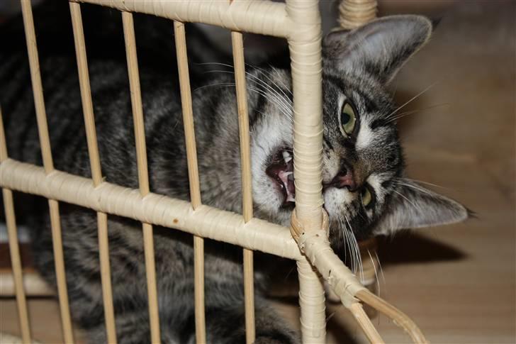 Blanding af racer Hector R.I.P - jep ordnet tænder skal vi jo ha:) billede 14