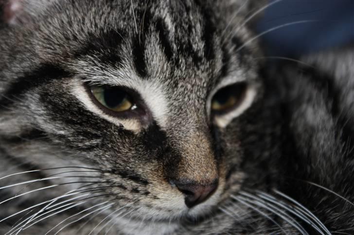 Blanding af racer Hector R.I.P - skønherlig!<33 billede 15