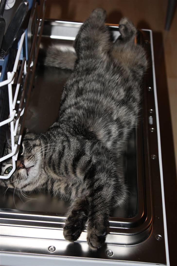 Blanding af racer Hector R.I.P - vaskemaskine kat ;D billede 16