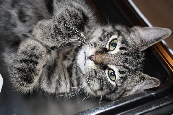 Blanding af racer Hector R.I.P - snakker du til miiig? billede 17