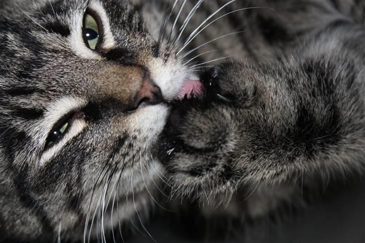 Blanding af racer Hector R.I.P - nååår billede 18