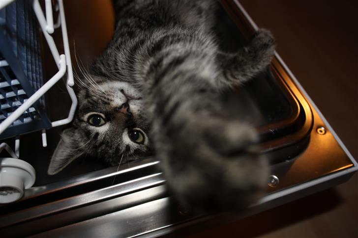 Blanding af racer Hector R.I.P - jep ikk fler billeder jeg vill soooove! <33 billede 19